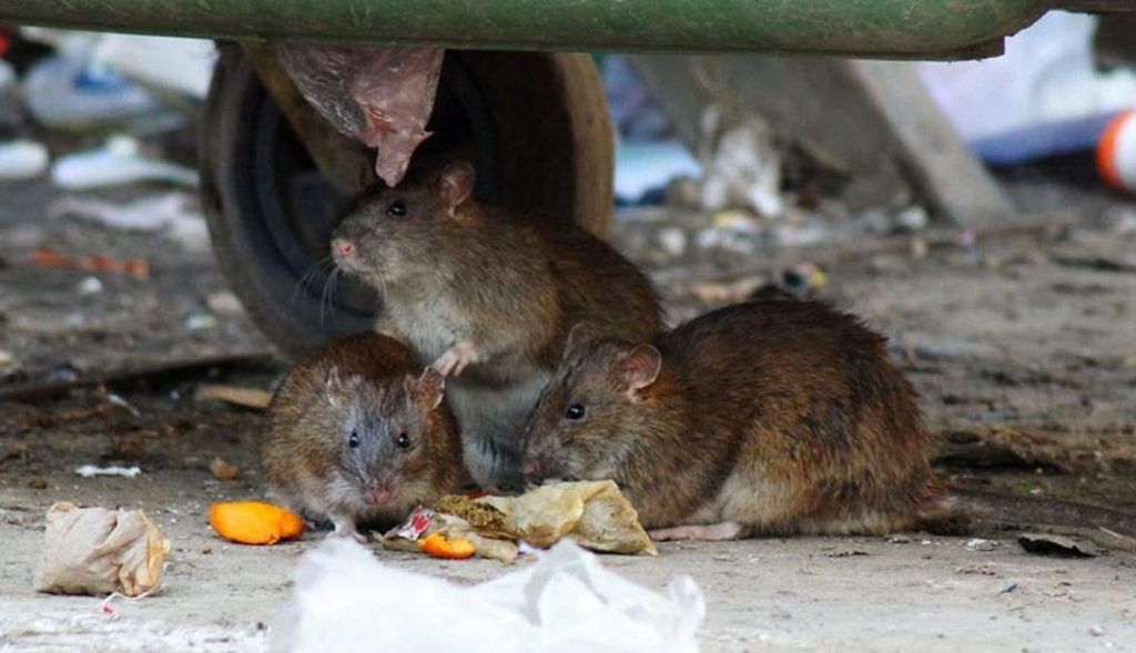 Травить грызунов крыс и мышей в Абакане