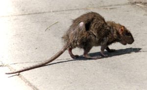 Фирма по уничтожению грызунов, крыс и мышей в Абакане