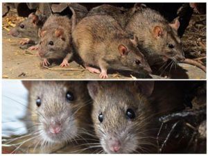 Травить грызунов крыс и мышей в Абакане