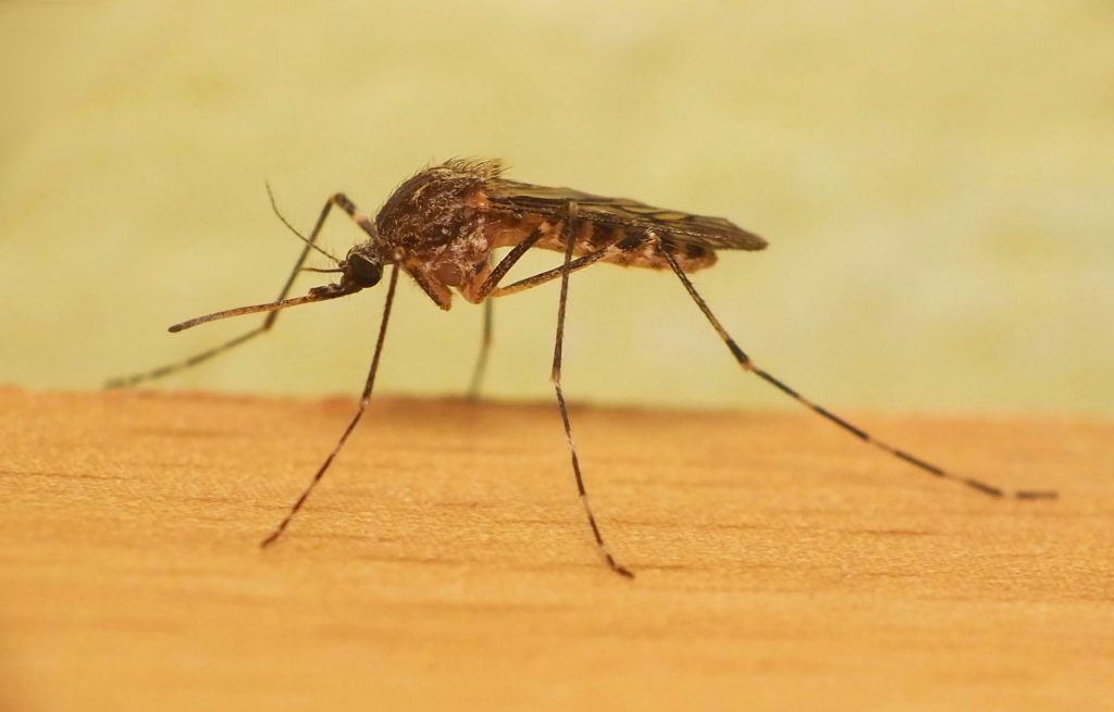 Уничтожение комаров в Абакане