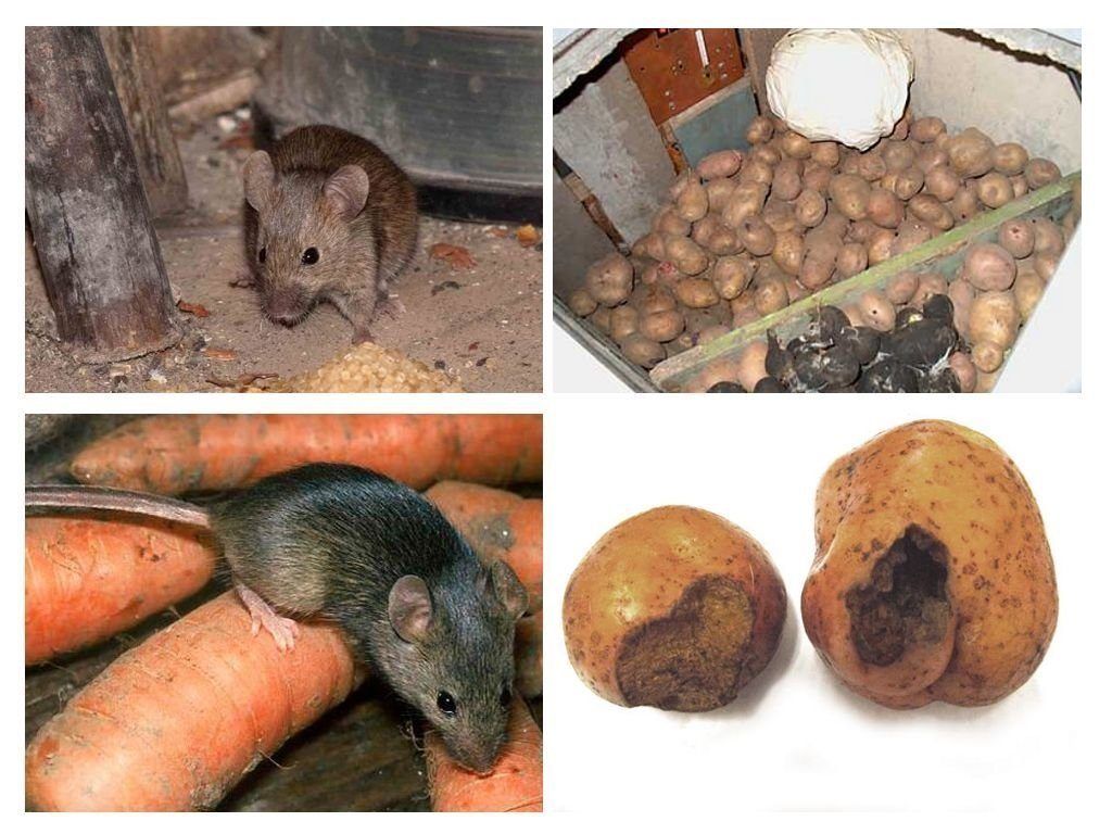 Обработка от грызунов крыс и мышей в Абакане