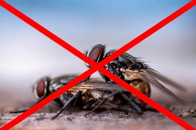 Профессиональное уничтожение мух в Абакане с гарантией