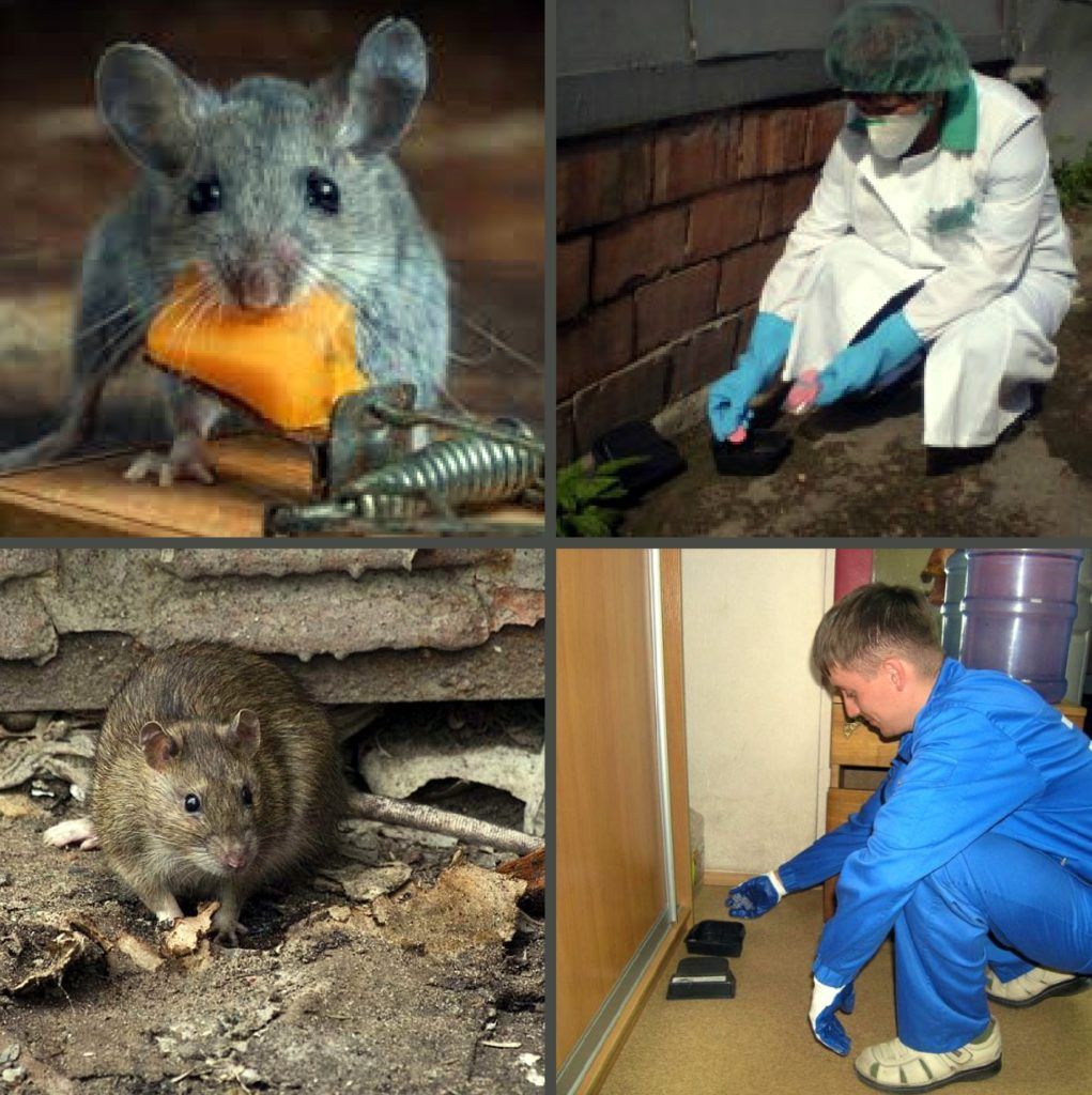 Дезинфекция от грызунов, крыс и мышей в Абакане