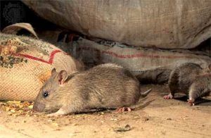 Дератизация от грызунов от крыс и мышей в Абакане