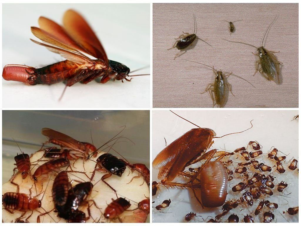 Уничтожение тараканов в квартире в Абакане 
