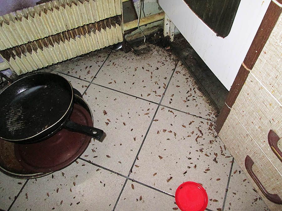 Санэпидемстанция от тараканов в Абакане, вызвать, цены